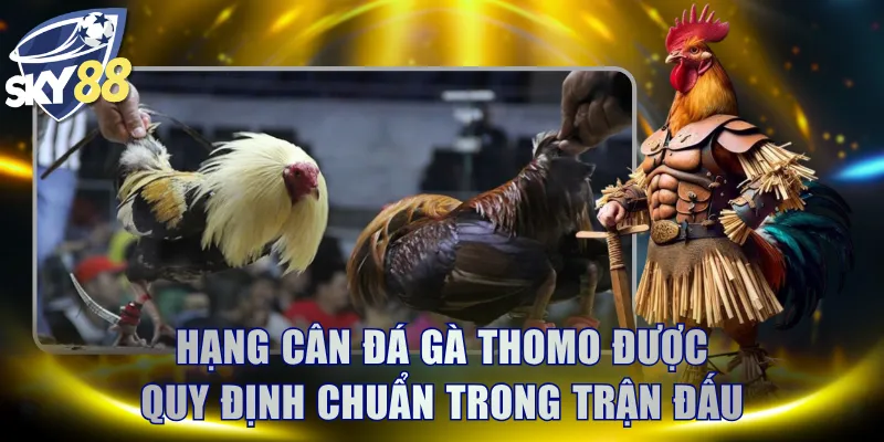 3 hạng cân đá gà Thomo được quy định chuẩn trong trận đấu
